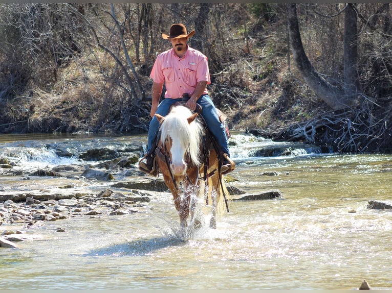 Haflinger Gelding 4 years 14 hh Sorrel in Stephenville, TX