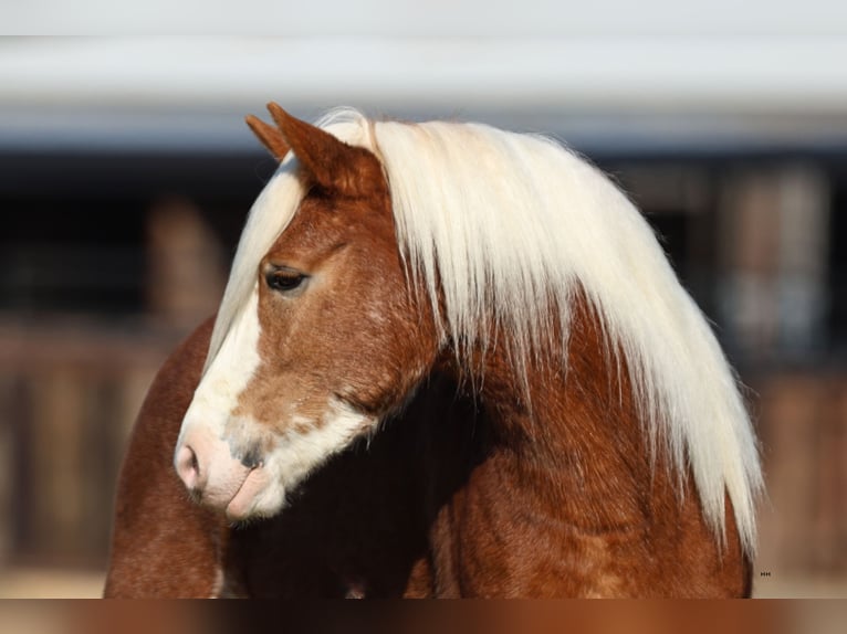 Haflinger Gelding 4 years 14 hh Sorrel in Stephenville, TX