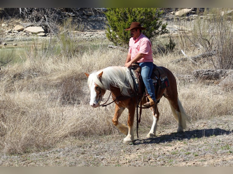 Haflinger Gelding 4 years 14 hh Sorrel in Stephenville, TX