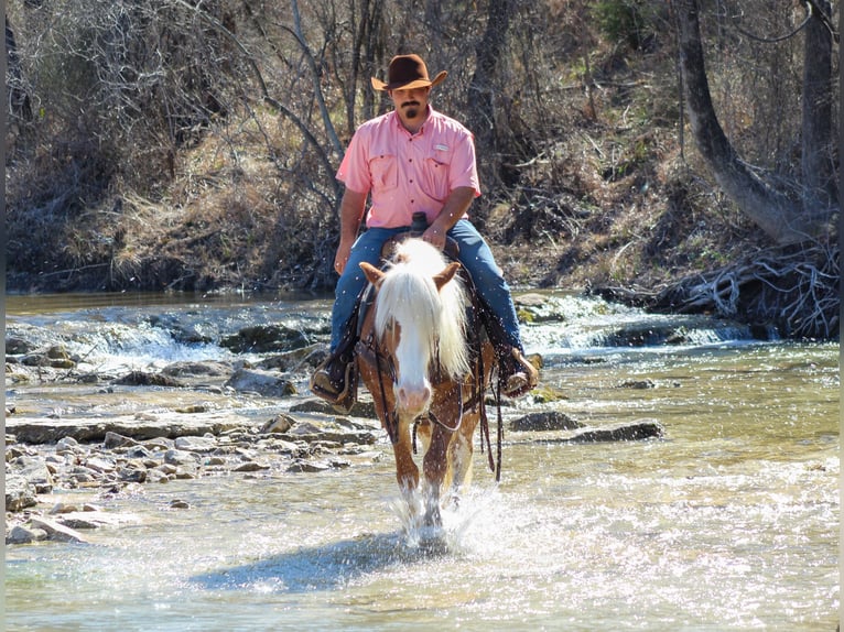 Haflinger Gelding 4 years 14 hh Sorrel in Stephenville, TX