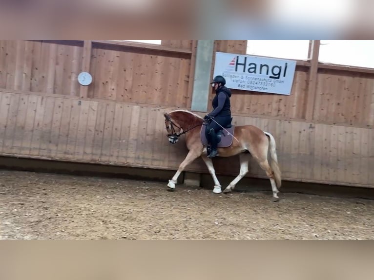 Haflinger Gelding 4 years 14,1 hh Chestnut-Red in Fürstenfeldbruck