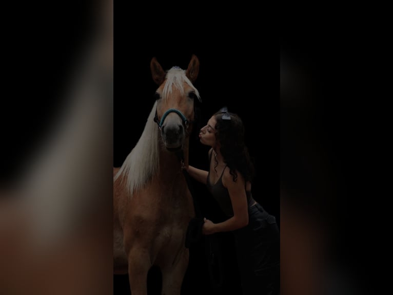 Haflinger Gelding 4 years 14,1 hh Chestnut-Red in Biala Podlaska