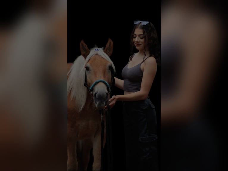 Haflinger Gelding 4 years 14,1 hh Chestnut-Red in Biala Podlaska