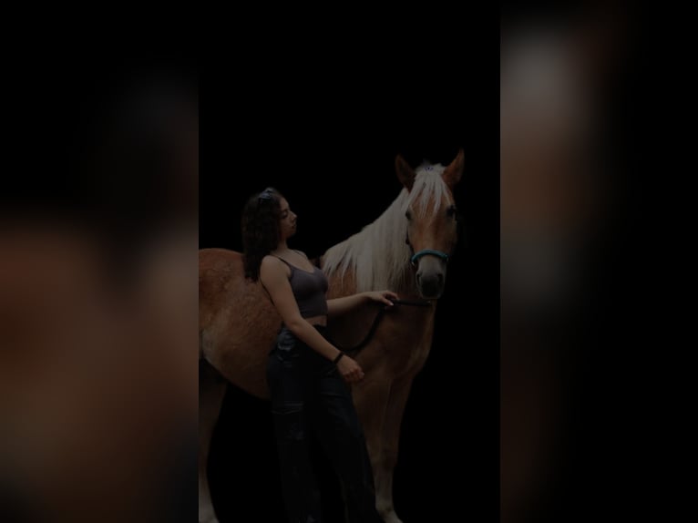 Haflinger Gelding 4 years 14,1 hh Chestnut-Red in Biala Podlaska