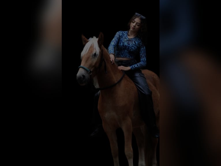 Haflinger Gelding 4 years 14,1 hh Chestnut-Red in Biala Podlaska