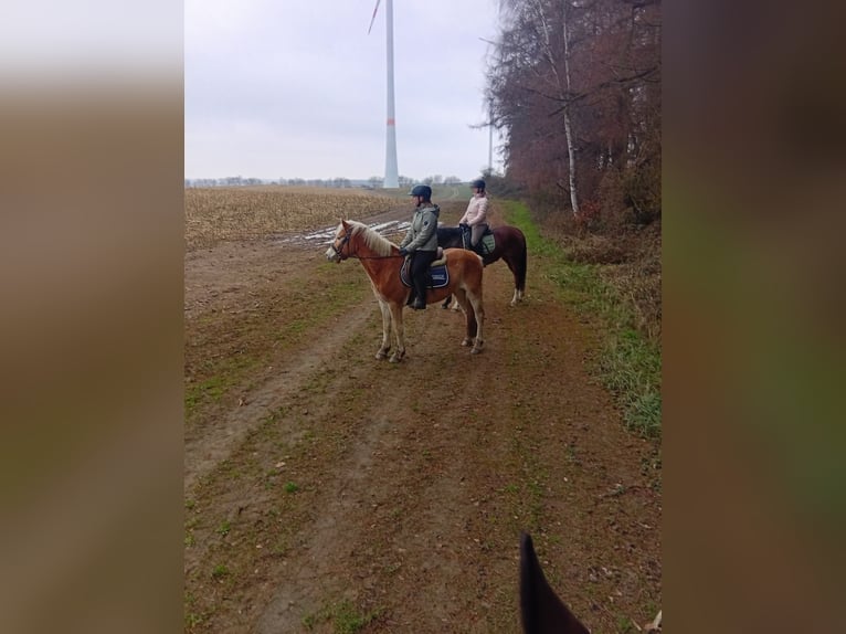 Haflinger Gelding 4 years 14,1 hh Dun in Vorbeck