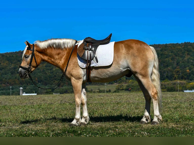 Haflinger Gelding 4 years 14,1 hh in Rebersburg, PA