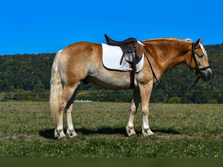 Haflinger Gelding 4 years 14,1 hh in Rebersburg, PA