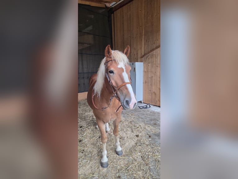 Haflinger Mix Gelding 4 years 14,2 hh Chestnut in Amstetten
