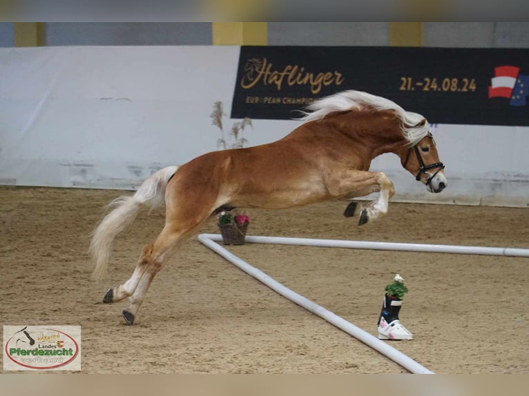 Haflinger Gelding 4 years 14,2 hh Chestnut-Red in St. Veit an der Glan