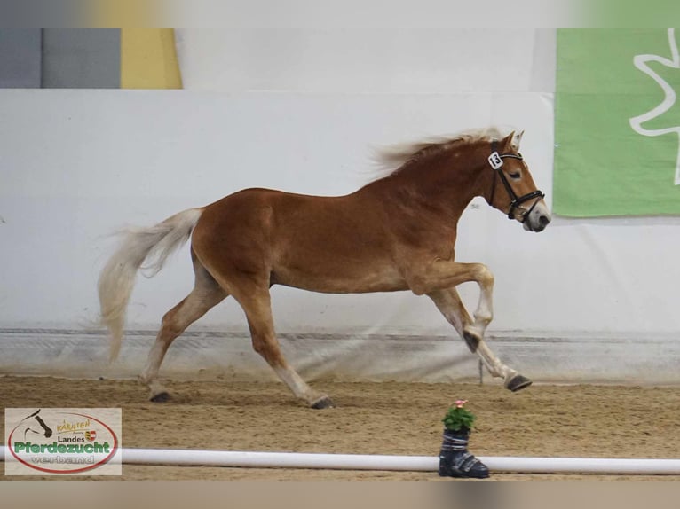 Haflinger Gelding 4 years 14,2 hh Chestnut-Red in St. Veit an der Glan