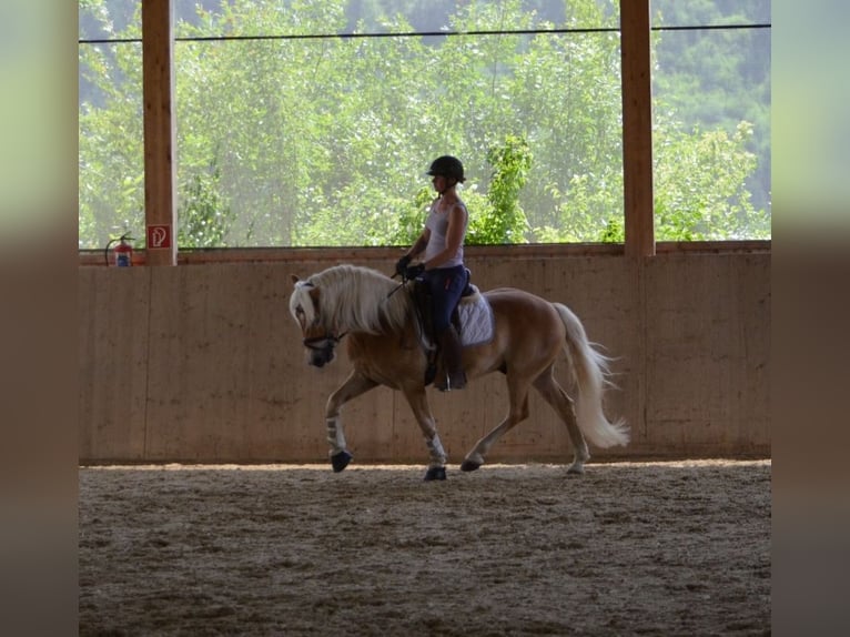 Haflinger Gelding 4 years 14,2 hh Chestnut-Red in St. Veit an der Glan