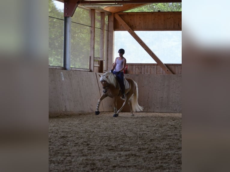 Haflinger Gelding 4 years 14,2 hh Chestnut-Red in St. Veit an der Glan
