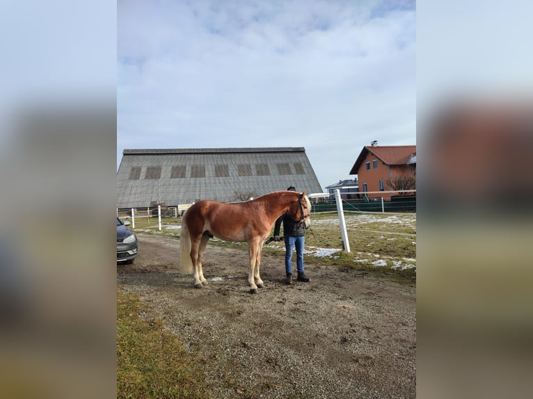 Haflinger Gelding 4 years 14,2 hh Chestnut-Red in St. Veit an der Glan