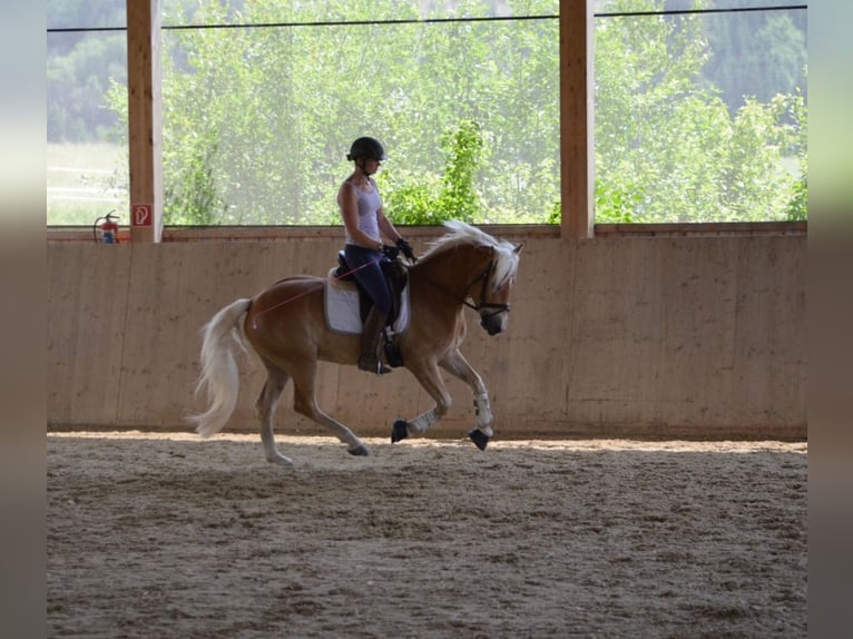 Haflinger Gelding 4 years 14,2 hh Chestnut-Red in St. Veit an der Glan
