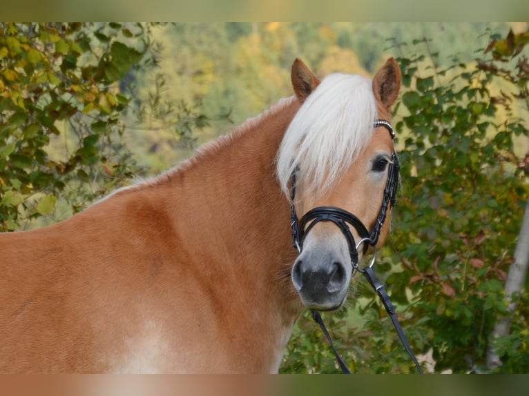 Haflinger Gelding 4 years 14,2 hh Chestnut-Red in Feistritz ob Bleiburg
