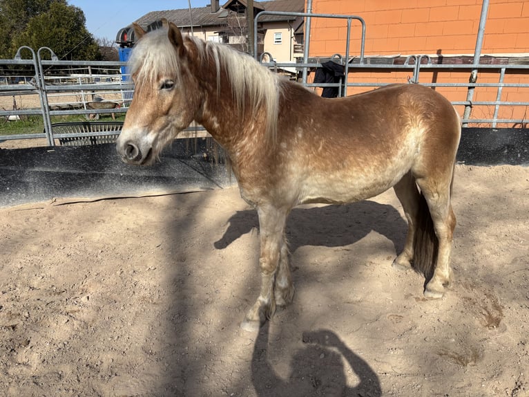 Haflinger Gelding 4 years 14,2 hh Chestnut-Red in Oftersheim