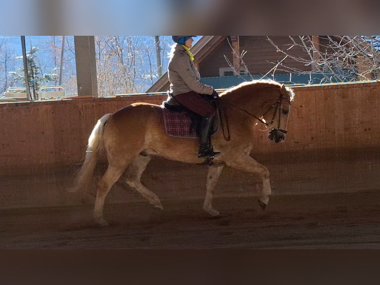 Haflinger Gelding 4 years 14,2 hh Chestnut-Red in Michelhofen