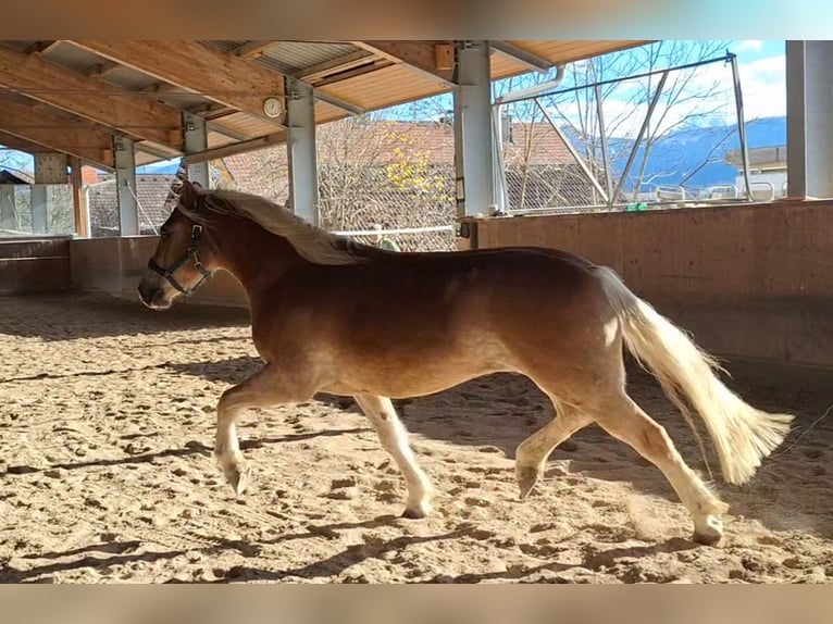 Haflinger Gelding 4 years 14,2 hh Chestnut-Red in Michelhofen