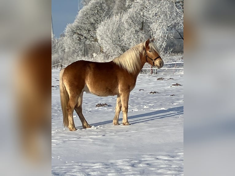 Haflinger Gelding 4 years 14,2 hh Chestnut-Red in Holtgast