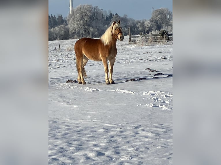Haflinger Gelding 4 years 14,2 hh Chestnut-Red in Holtgast