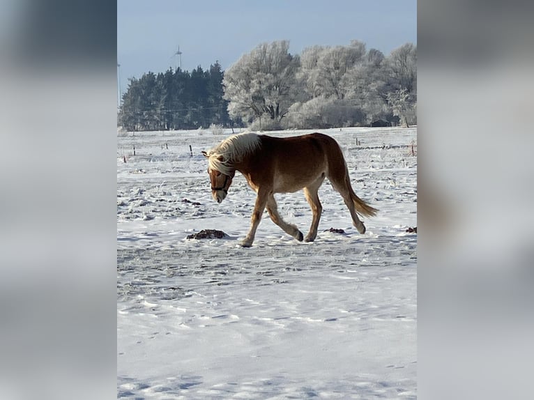 Haflinger Gelding 4 years 14,2 hh Chestnut-Red in Holtgast