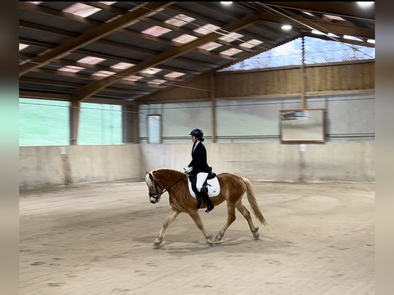 Haflinger Gelding 4 years 14,3 hh Chestnut-Red in Breitenfurt bei Wien