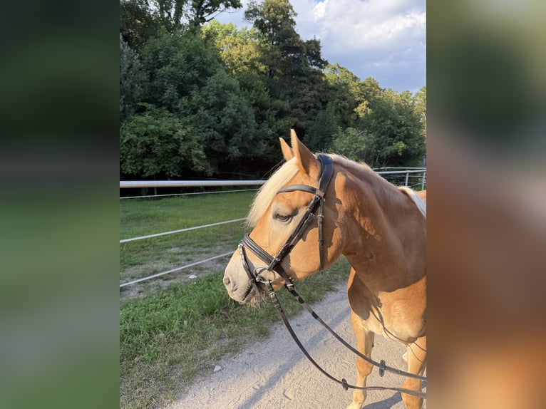 Haflinger Gelding 4 years 14,3 hh Chestnut-Red in Breitenfurt bei Wien