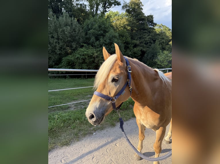 Haflinger Gelding 4 years 14,3 hh Chestnut-Red in Breitenfurt bei Wien