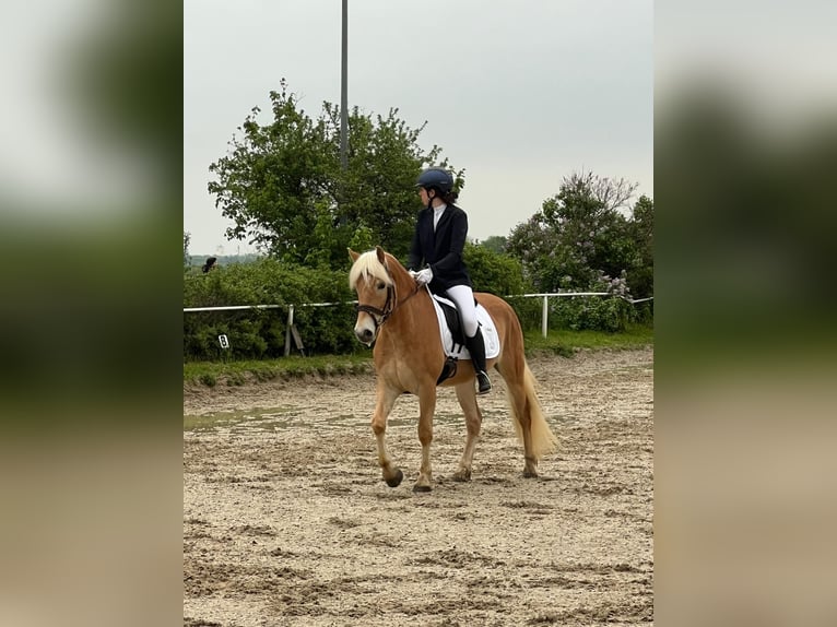 Haflinger Gelding 4 years 14,3 hh Chestnut-Red in Breitenfurt bei Wien
