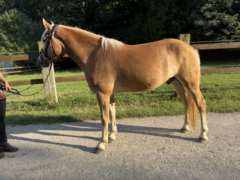 Haflinger Gelding 4 years 14,3 hh Chestnut-Red in Breitenfurt bei Wien