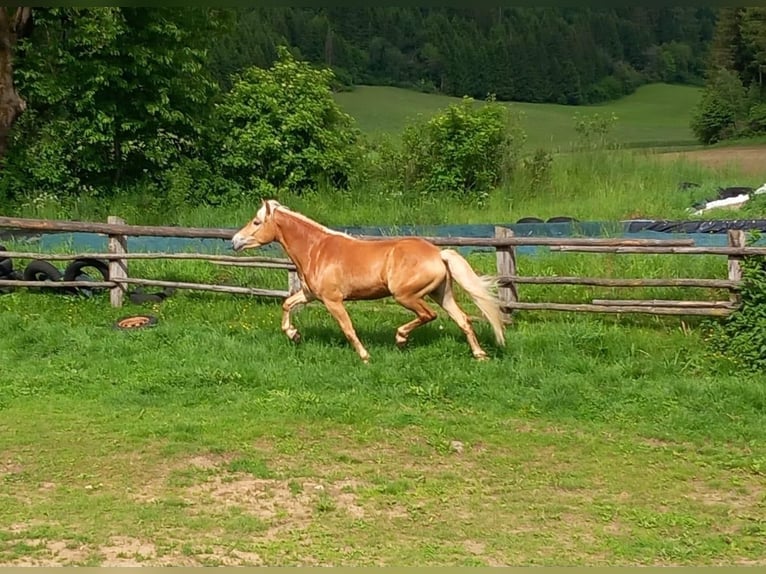 Haflinger Gelding 4 years 14,3 hh Chestnut-Red in Breitenfurt bei Wien
