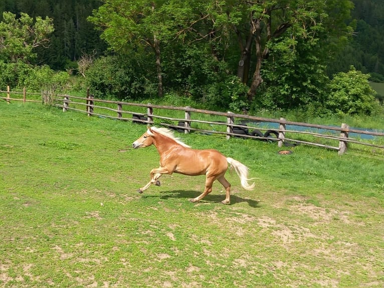 Haflinger Gelding 4 years 14,3 hh Chestnut-Red in Breitenfurt bei Wien