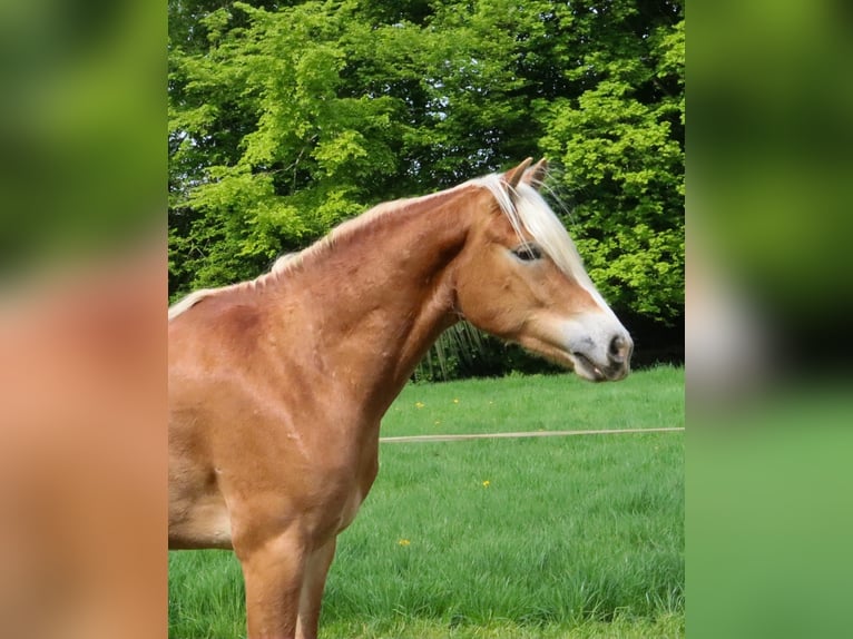 Haflinger Gelding 4 years 14,3 hh Chestnut-Red in Eschweiler