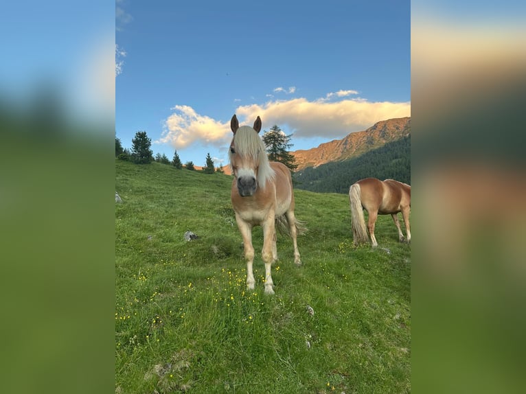 Haflinger Gelding 4 years 14,3 hh Chestnut-Red in Sarntal