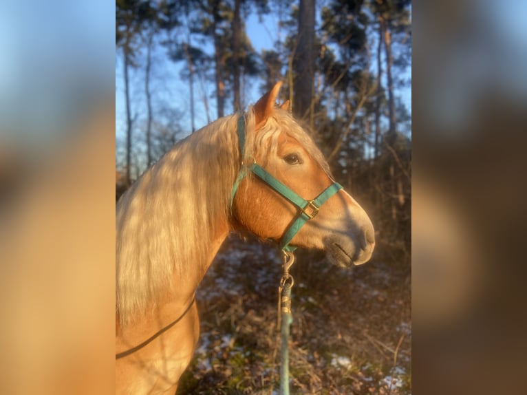 Haflinger Gelding 4 years 14,3 hh Chestnut-Red in Gifhorn