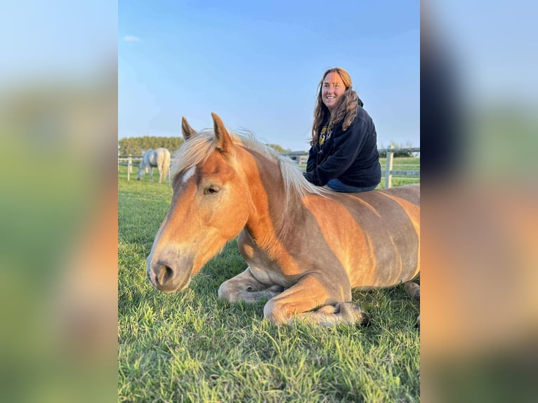 Haflinger Gelding 4 years 14,3 hh Palomino in Maldegem