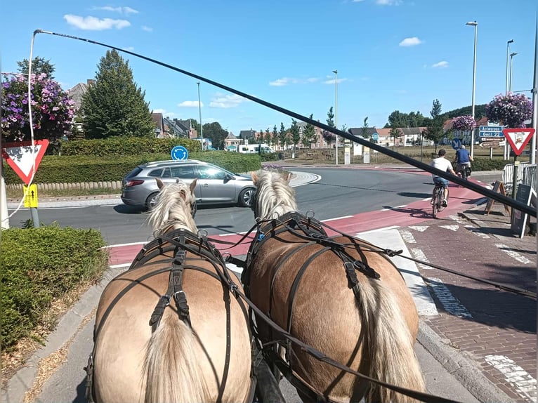 Haflinger Gelding 4 years 14,3 hh Palomino in Maldegem