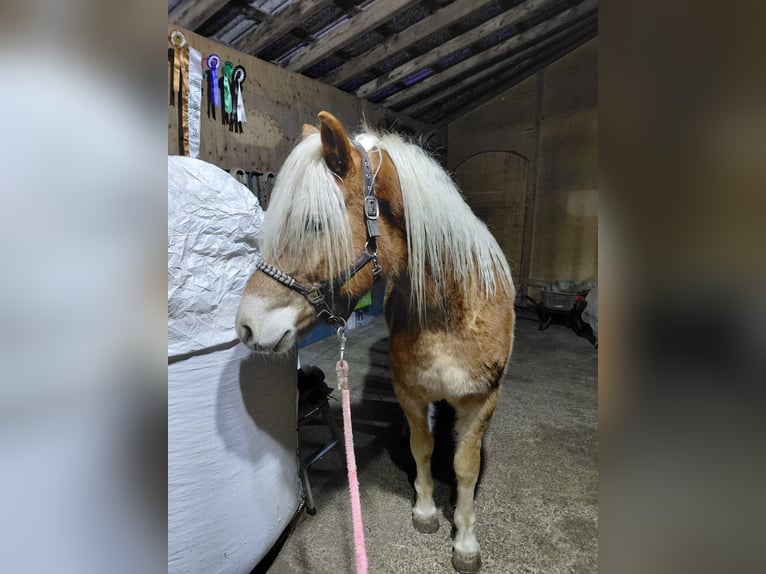 Haflinger Mix Gelding 4 years 15.1 hh Chestnut-Red in Toblaten