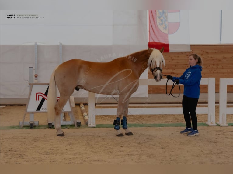 Haflinger Gelding 4 years 15.1 hh Chestnut-Red in Golling an der Salzach