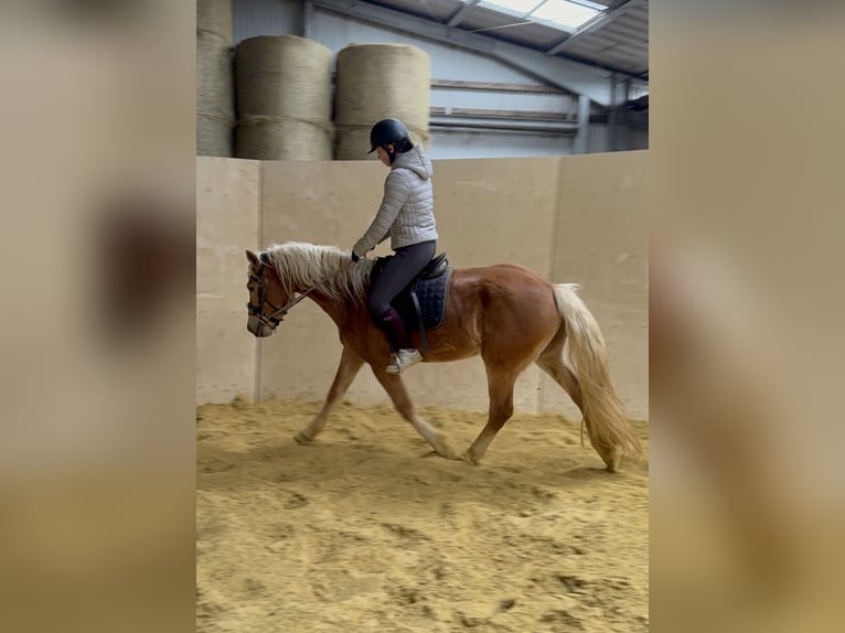 Haflinger Gelding 4 years 15.1 hh Chestnut-Red in Daleiden