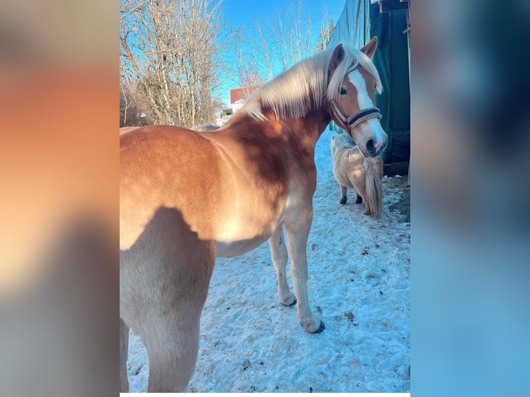 Haflinger Gelding 4 years 15,1 hh Sorrel in Mindelheim