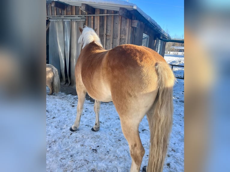 Haflinger Gelding 4 years 15,1 hh Sorrel in Mindelheim