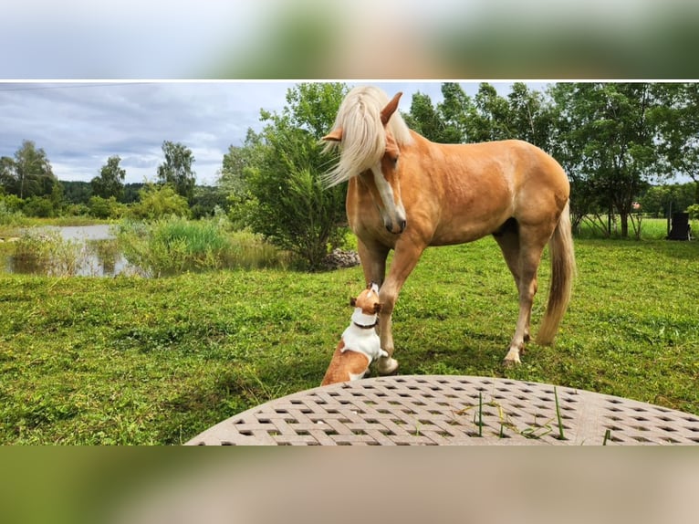 Haflinger Gelding 4 years 15,1 hh Sorrel in Mindelheim