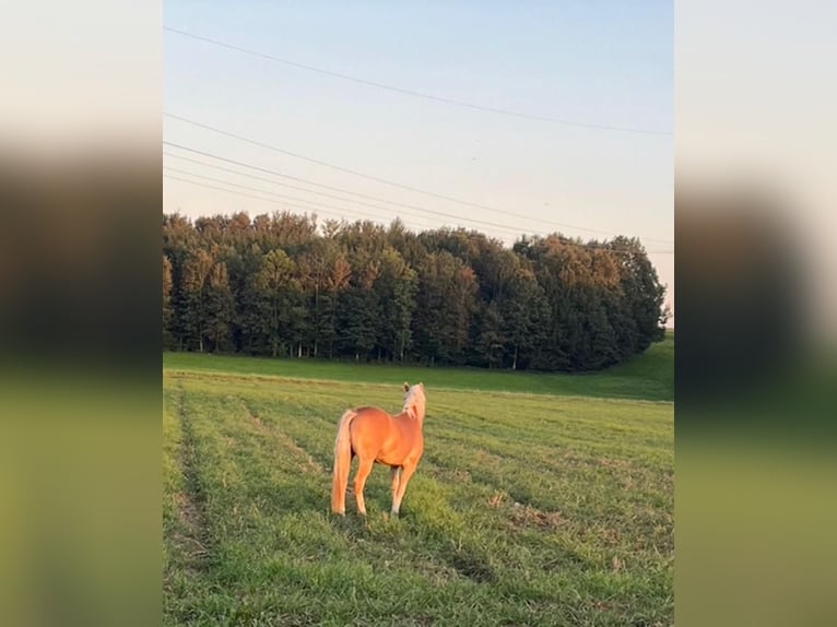 Haflinger Gelding 4 years 15,1 hh Sorrel in Mindelheim