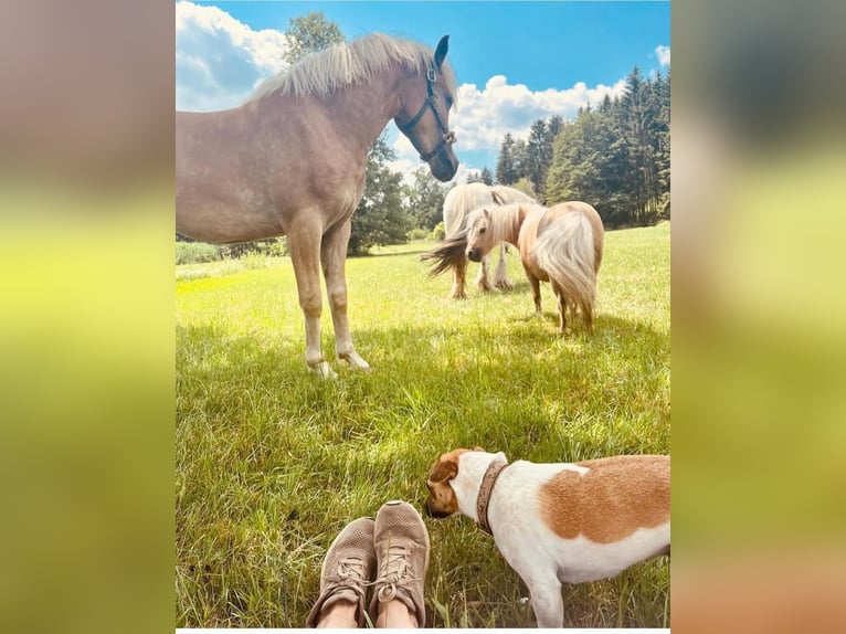 Haflinger Gelding 4 years 15,1 hh Sorrel in Mindelheim