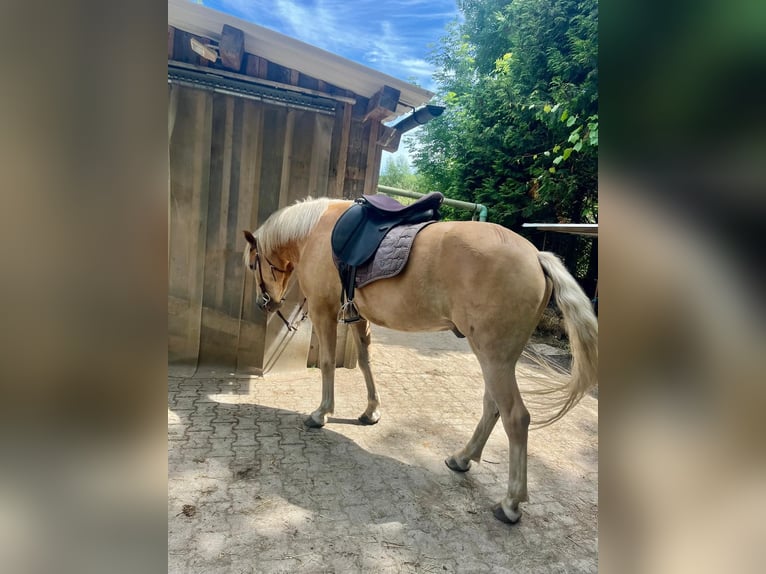 Haflinger Gelding 4 years 15,1 hh Sorrel in Mindelheim