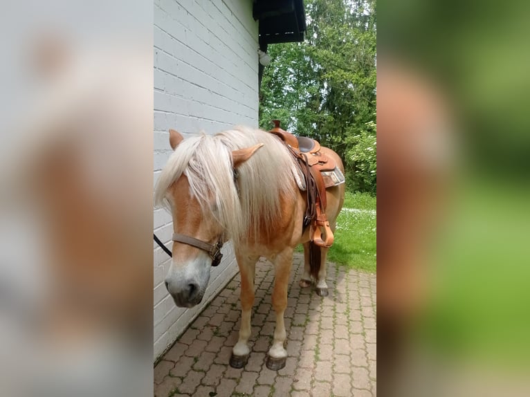 Haflinger Gelding 4 years 15,2 hh Chestnut-Red in Gelnhausen