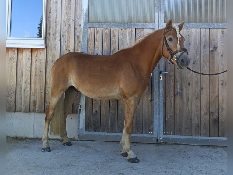 Haflinger Gelding 4 years 15 hh Chestnut-Red in Obertrum am See