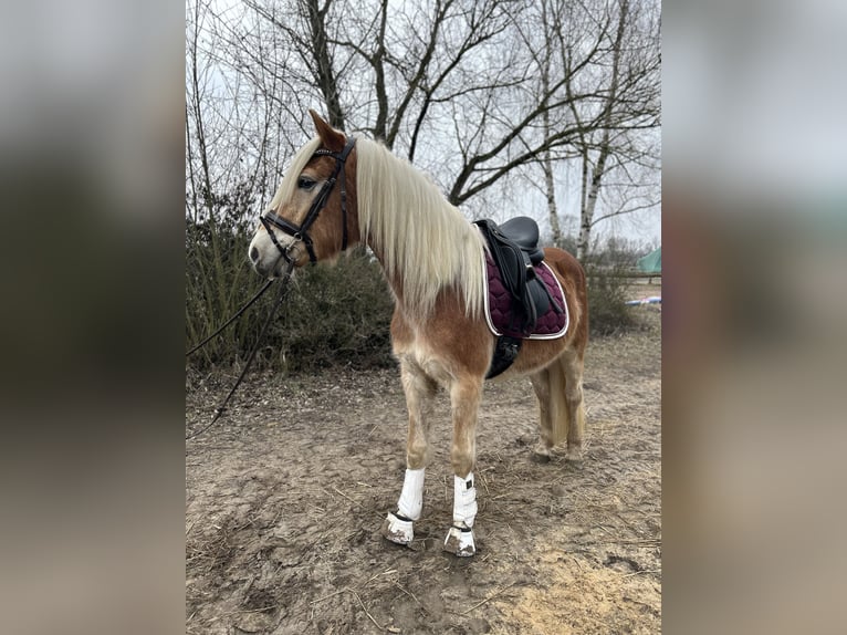 Haflinger Gelding 4 years 15 hh in Trebbin